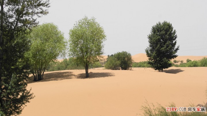沙漠还是沙地？