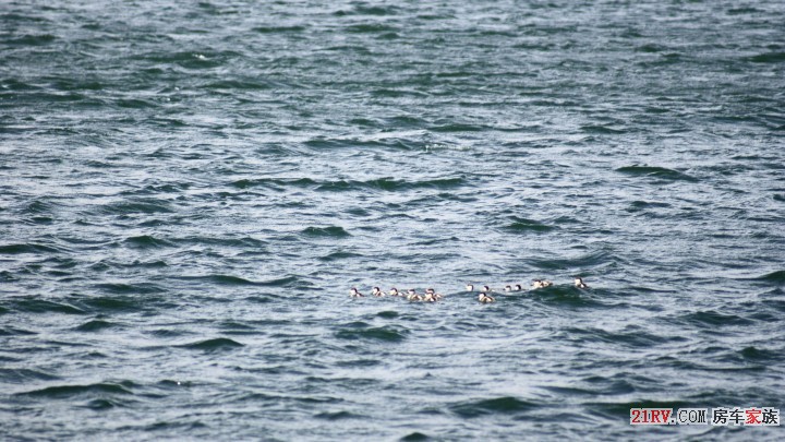 湖中的一小群水鸭