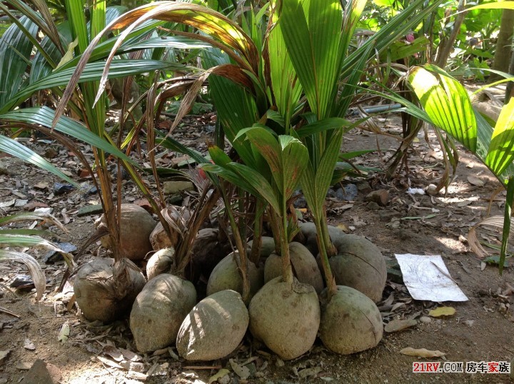 发芽的椰子，可以种植了