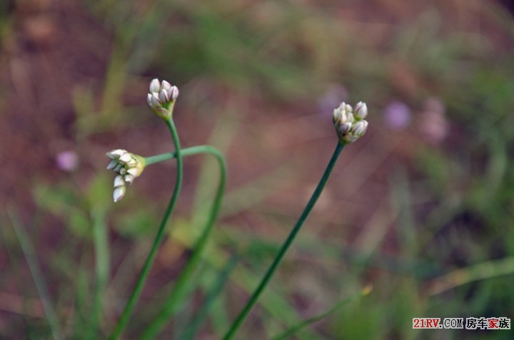 照片 066_韭菜花.jpg