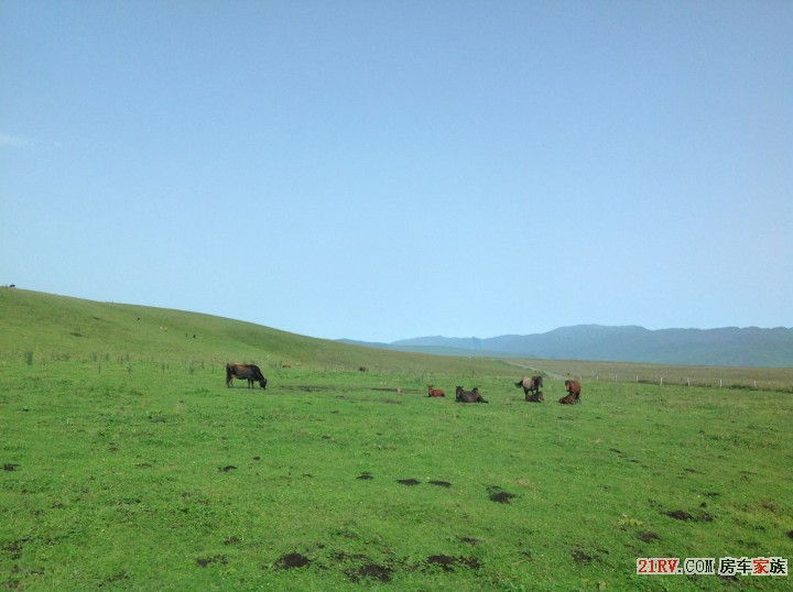 马儿在草原上吃草