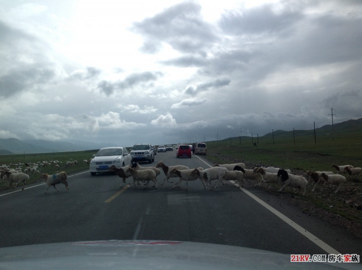 羊群过公路，驾驶要小心