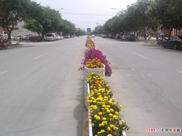 街道花卉隔离带