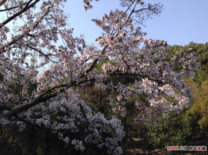 花满树