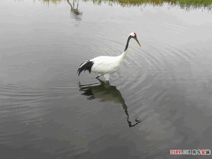 独步江湖的鹤