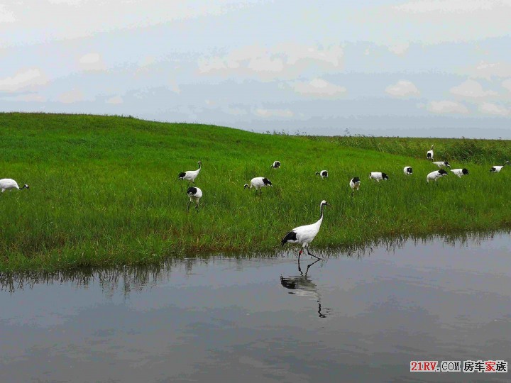 湿地的鹤