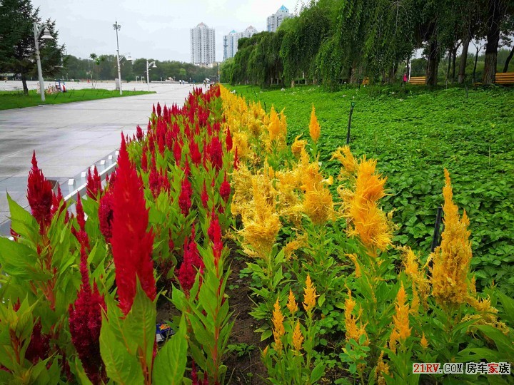 花圃