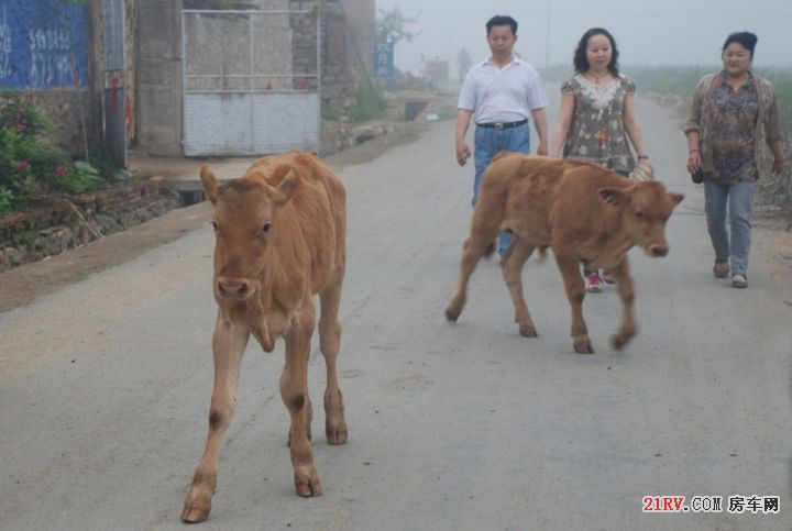 游人见到小牛特别高兴，陪伴小牛走出山村。