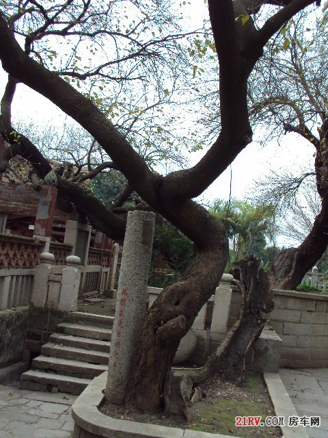 1300多年的古桑树