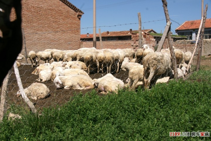 老乡养的羊群