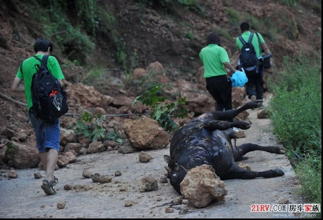 沿路死去的牛。.jpg