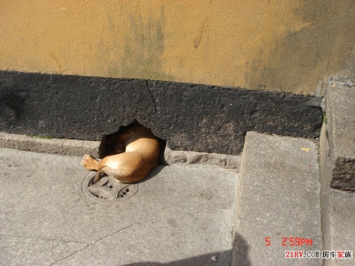 呵呵这只小狗在院墙下找到了绝佳的避暑之地！