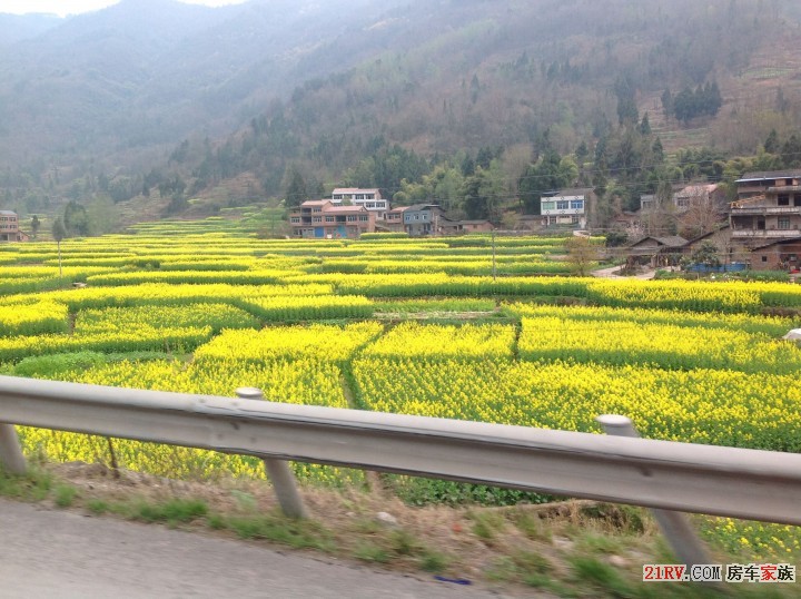 途中的油菜花