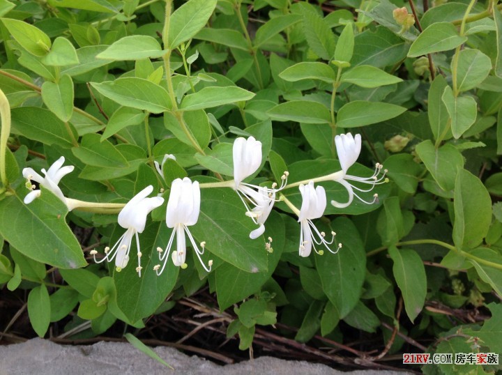 山里的花