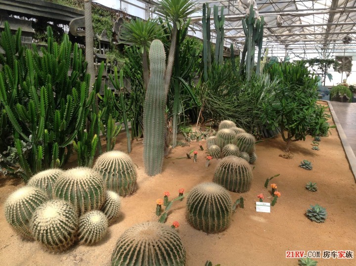 热带沙漠植物