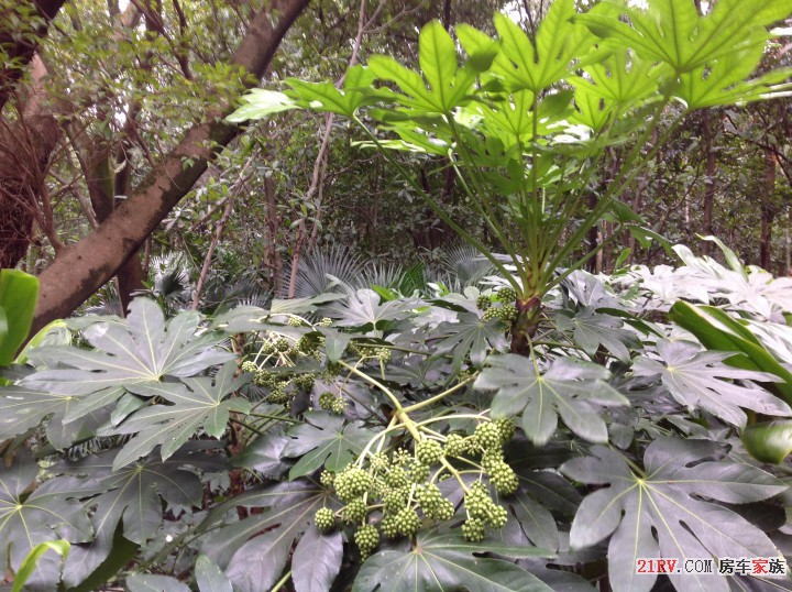 景区植物