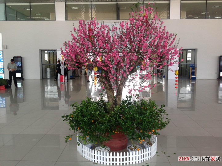 机场大厅的花