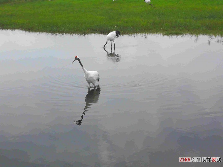 水中觅食的鹤