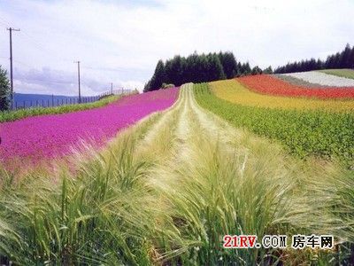 爱之旅 紫海香堤-香草艺术庄园